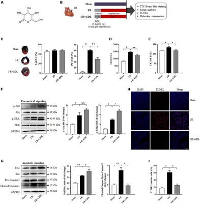 Gluconolactone Alleviates Myocardial Ischemia/Reperfusion Injury and Arrhythmias via Activating PKCε/Extracellular Signal-Regulated Kinase Signaling